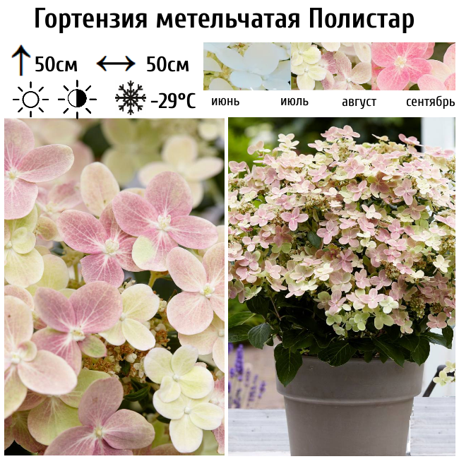 Гортензия метельчатая Полистар