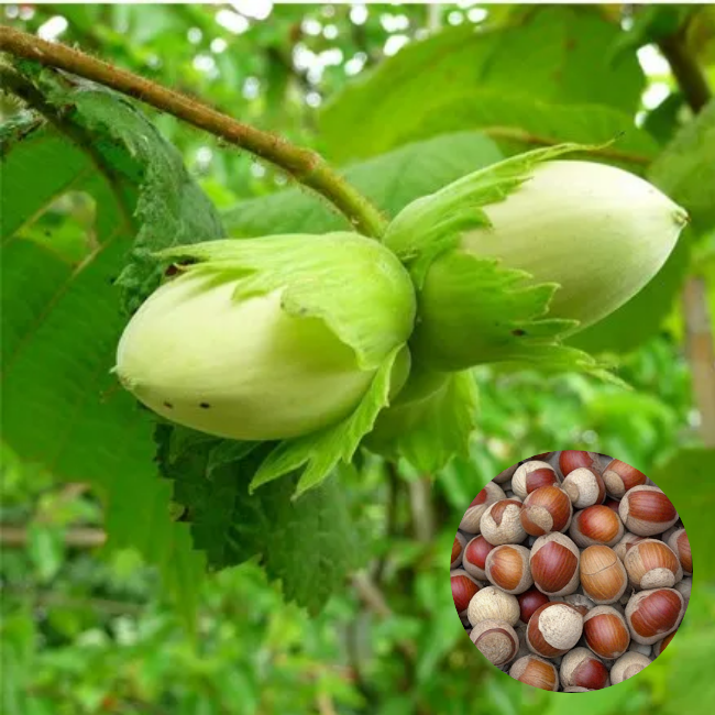 Фундук Косфорд