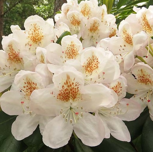 Рододендрон крупноцветковый Пернилла
