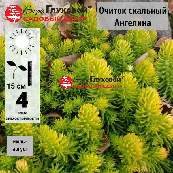 Очиток скальный Ангелина