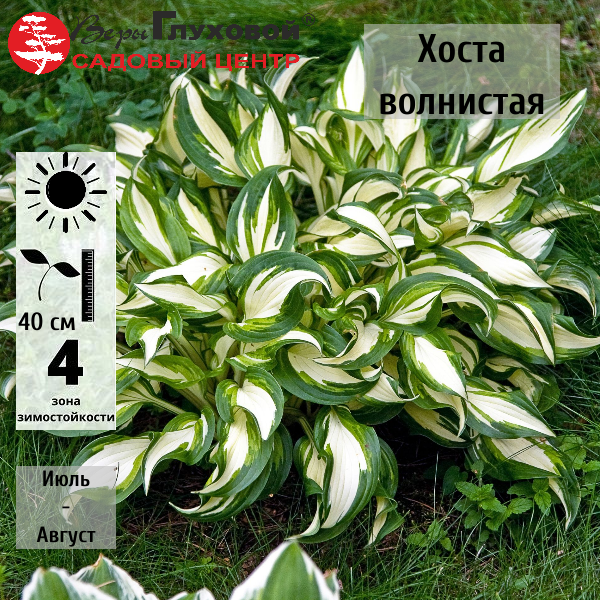 Хоста волнистая 