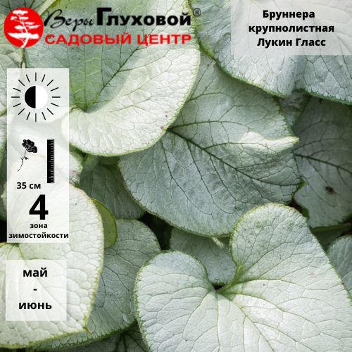 Бруннера крупнолистная Лукин Гласс