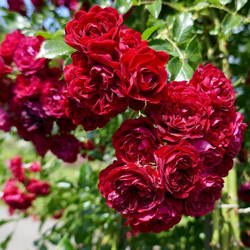 Роза плетистая Grimpant Crimson Glory