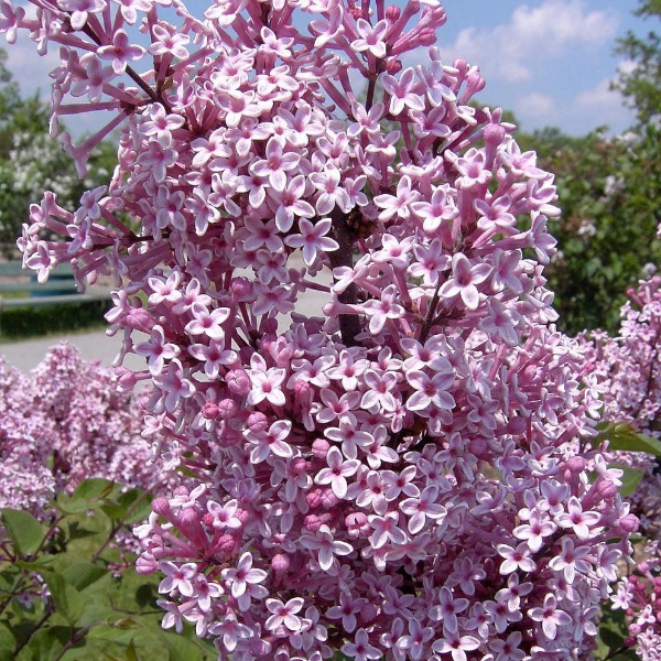 Сирень Мейера Джози