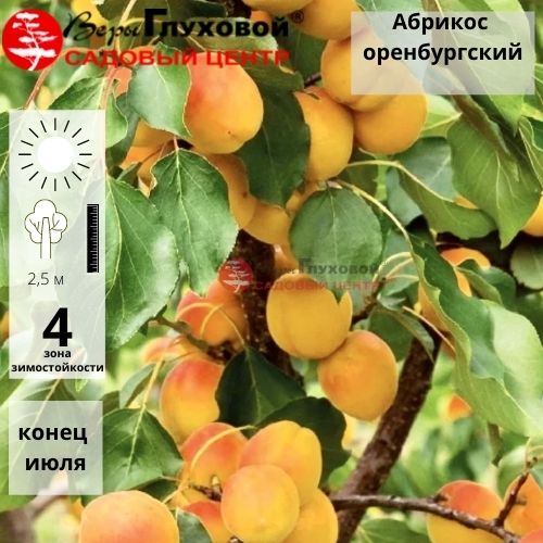 Абрикос Оренбургский