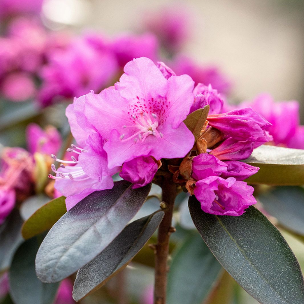 Рододендрон крупноцветковый П. Джи. М. Элит