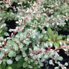 Барбарис Тунберга "Сильвер Бьюти" на фото